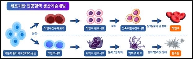 세포로 만든 인공혈액, 식약처 공식 인정…상용화 ‘청신호’