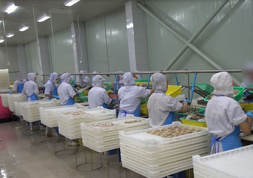 관세 감면 악용…일본산 가리비를 태국산으로 속여 수입