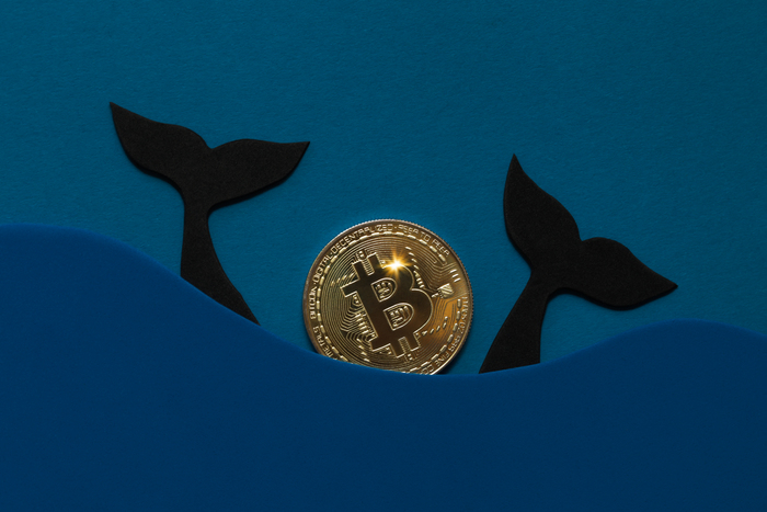 Whales Planning a Seventh Dump Ahead of $70,000 Bitcoin? “Final Pain Before the Bottom Forms”