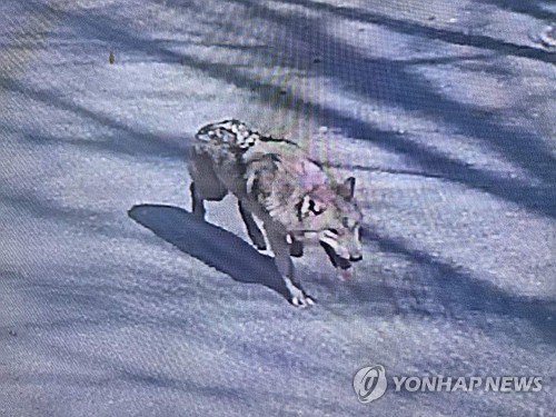 ‘늑구의 쇼생크 탈출’ 오월드 늑대 인기몰이…밈코인까지 등장